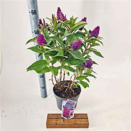 Buddleja Dav Little Magenta (butterfly Candy)