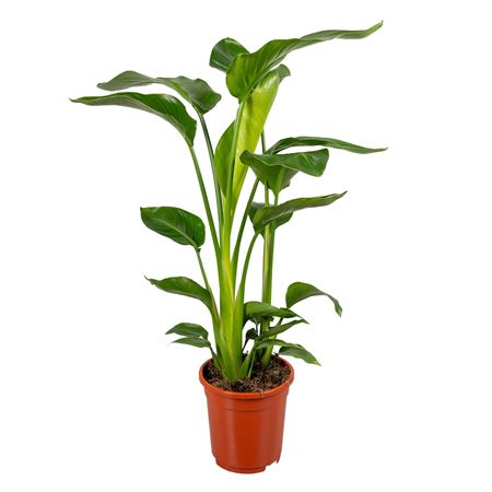 Стрелиция Николай 2пп