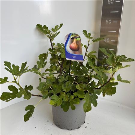 Ficus Carica Morena