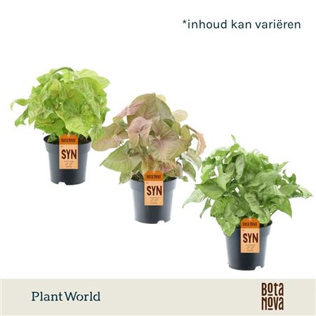 Syngonium Mixed