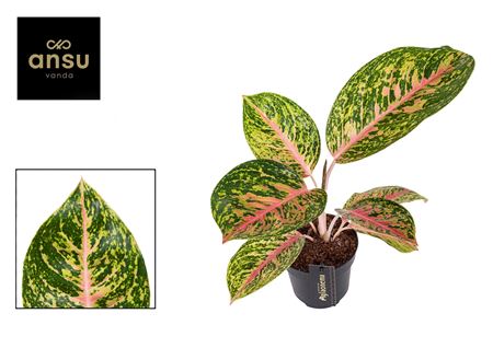 Aglaonema Spring Red