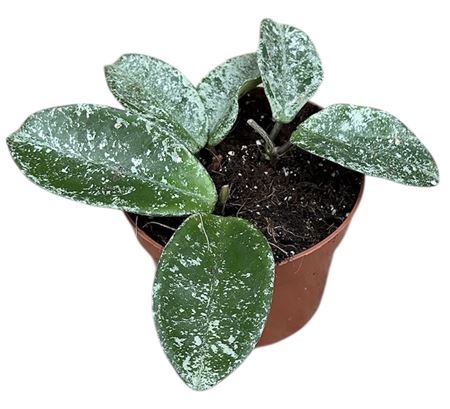 Hoya Grey Ghost