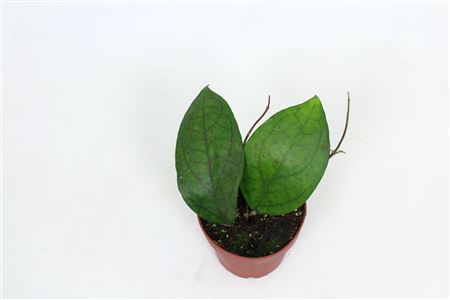 Hoya Cv. Pmp176 Joy X Jennifer