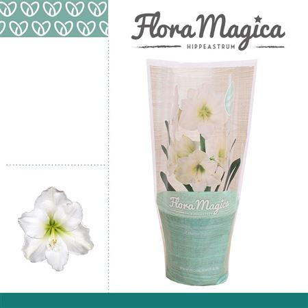Hipp Arctic White 1pp Flora Magica