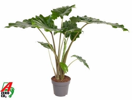 Alocasia Portodora