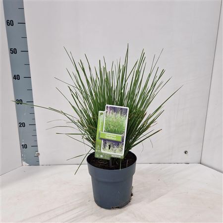 Deschampsia Cespitosa Tardiflora
