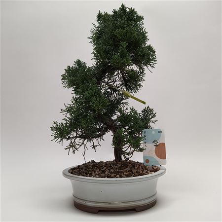 Bonsai Juniperus Kishu S-shape