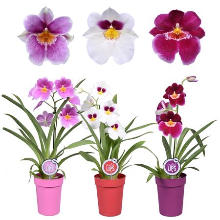 Miltonia 1st Mix In Plastic Pot