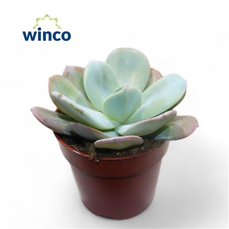 Echeveria Laui Hybride