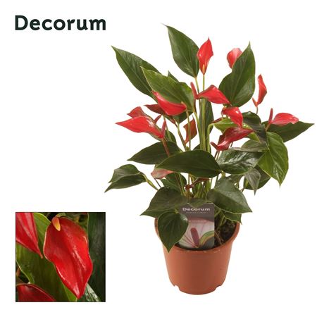 Anth An Trillions Red (decorum) 10+