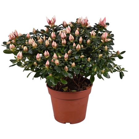 Azalea Mad Gerard Kint