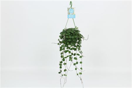 Hoya Mathilde Hangpot