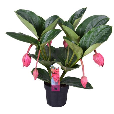 Medinilla Magnifica Flamenco 6+