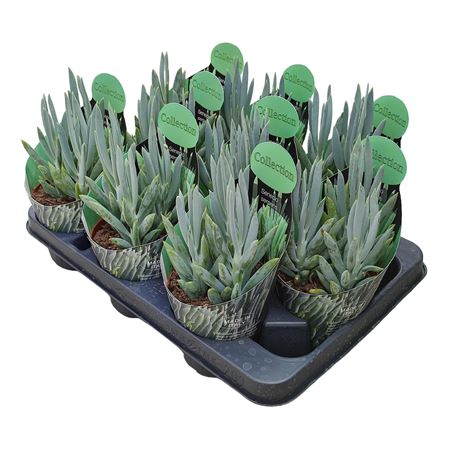 Senecio Serpens Potcover