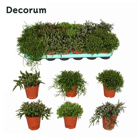 Rhipsalis Gemengd