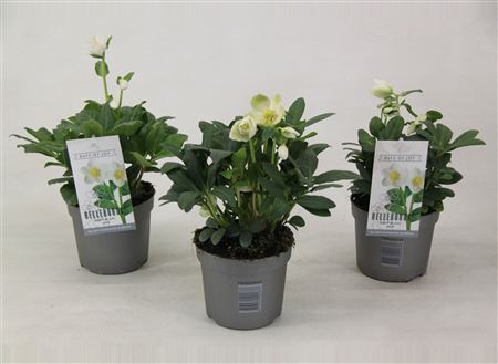 Helleborus Niger Mont Blanc
