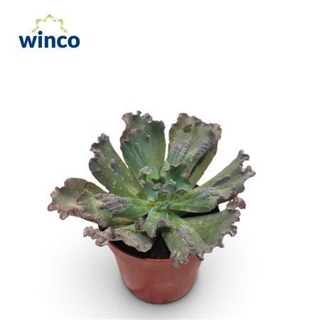 Echeveria Speed Bumps