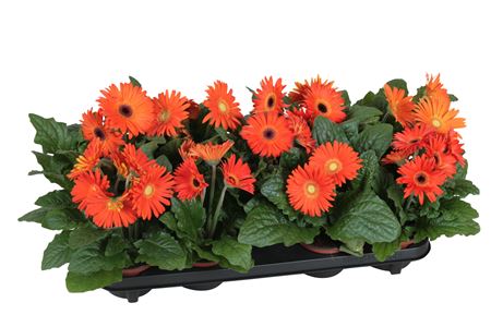 Gerbera Excellent Orange 2+