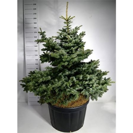 Picea Pung Montgomery