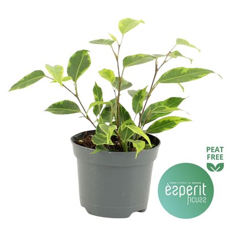 Ficus Be Regidan