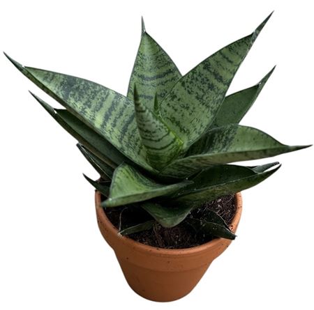 Sansevieria Pagodah Dark