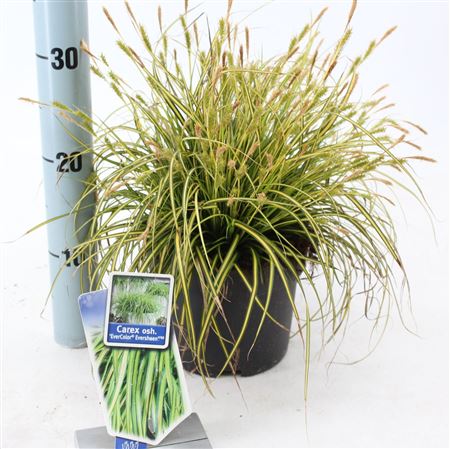 Carex Oshimensis Eversheen