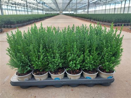 Chamaecyparis Lawsoniana Ellwoodii