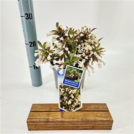 Weigela Florida Black & White