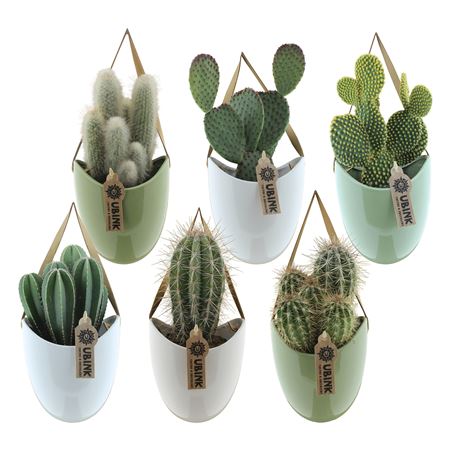 Cactus In Hangpot Met Displaydoosje