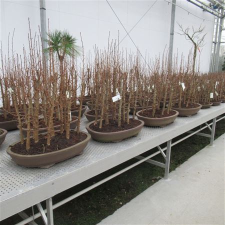 Bonsai Pseudolarix Group