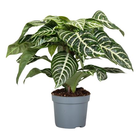 Aphelandra Green Botanica