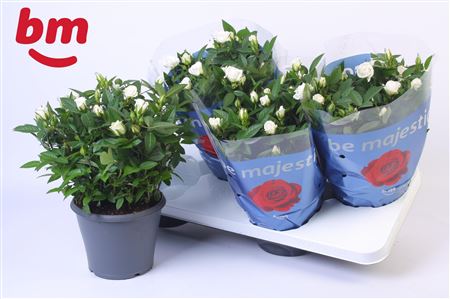 Rosa Jewel Patio White (bm)