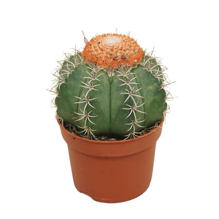 Melocactus Matanzanus