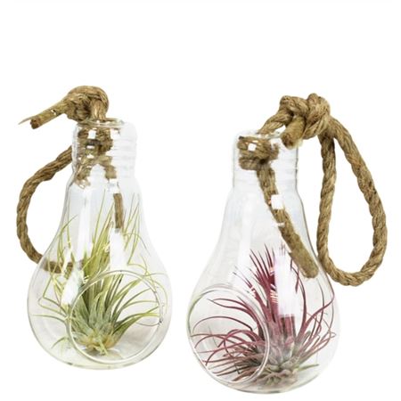 Tillandsia Glas Lamp Rope Medium