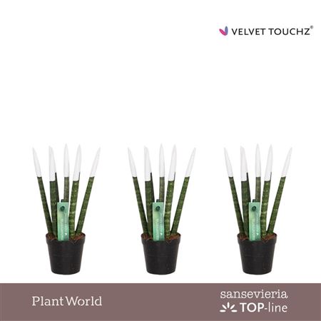 Sansevieria Velvet Touchz Wit