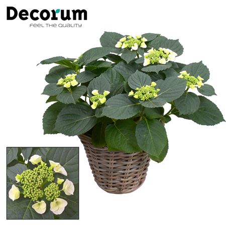 Hydrangea Teller Benxi (white) 7+ Basket (decorum)