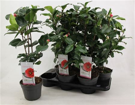 Камелия Яп Доктор Кинг 10+