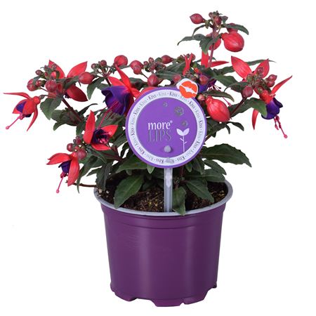 Fuchsia Bella Sacha (morelips)