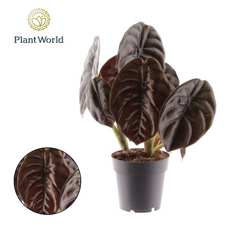 Alocasia Red Secret