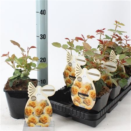 Rosa Faustinia