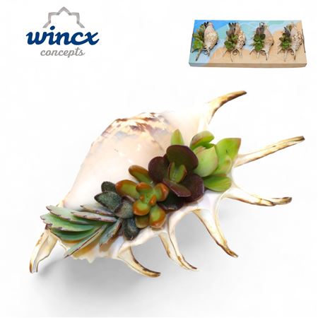 Wincx Uniqueshells Lambis
