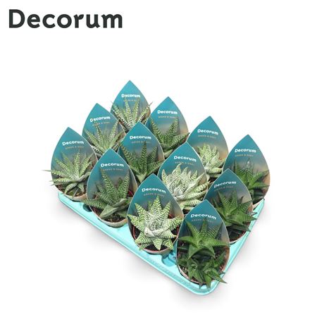 Haworthia Mix (4spc.) (dec)