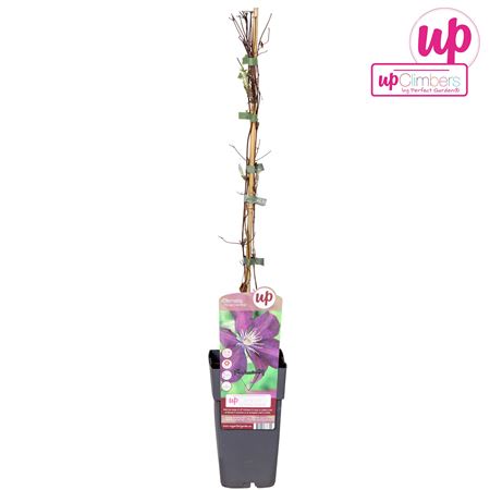 Clematis Rouge Cardinal