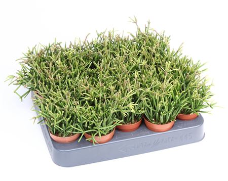 Rhipsalis Clavata.