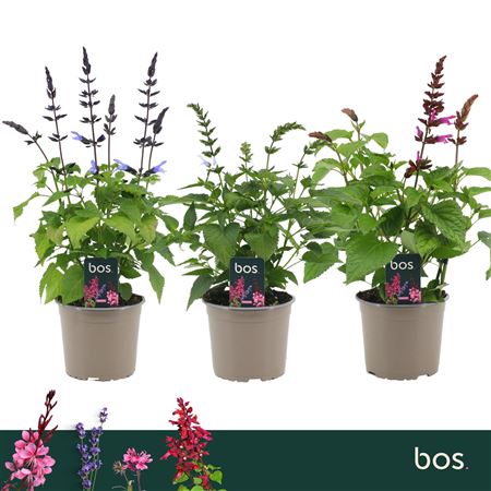 Salvia Salgoon Lake Mix