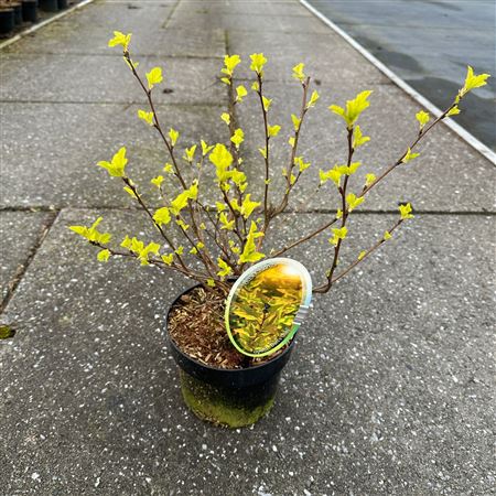 Physocarpus Op Dart's Gold