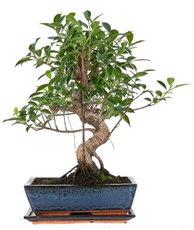 Bonsai Ficus Retusa 30cm/ 16 Years S-shape With Dr