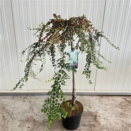 Cotoneaster Suec Juliette On Stem