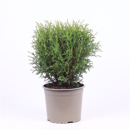 Thuja Occ Tiny Tim