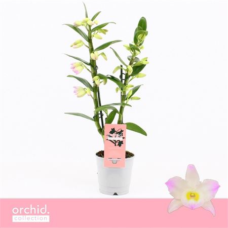 Dendr Nob 2st Kumiko Compact Orchide Collection